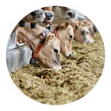 Feeding precise protein amounts