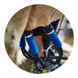 More milk per feed